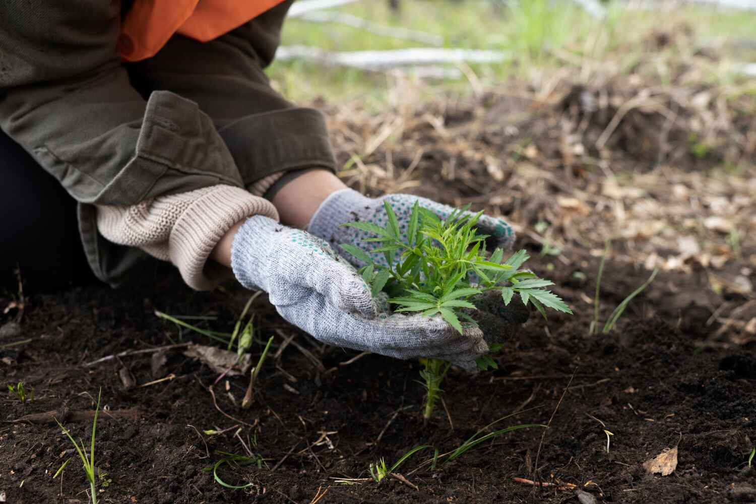 Best Tree Stump Removal  in Sarasota Springs, FL